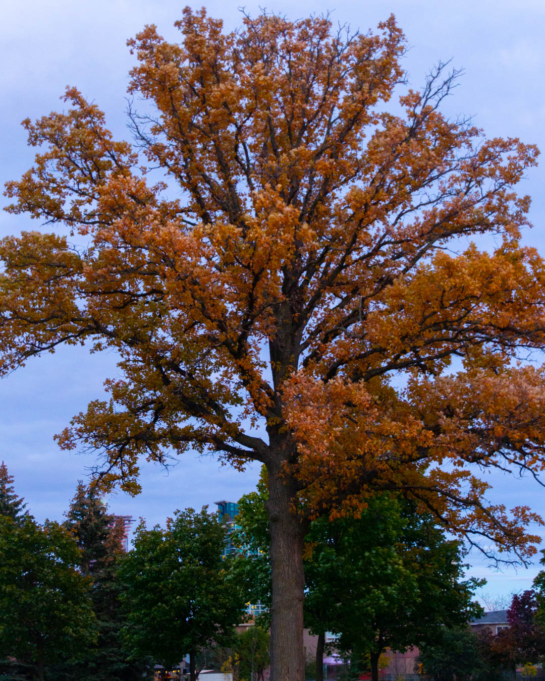 Fall Colours Mississauga