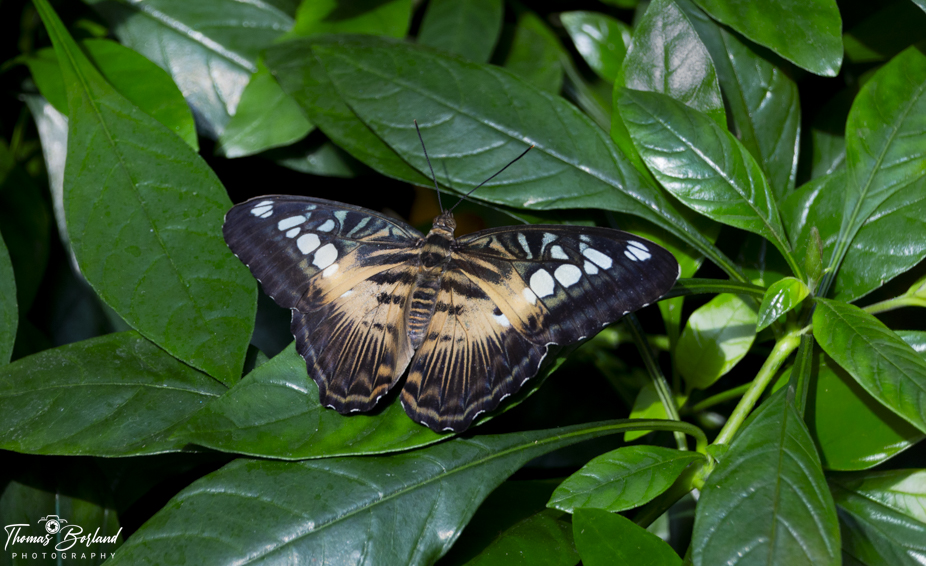 Cambridge Butterfly Conservatory 