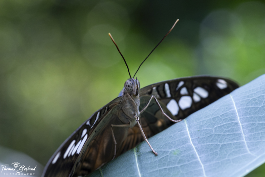 Cambridge Butterfly Conservatory