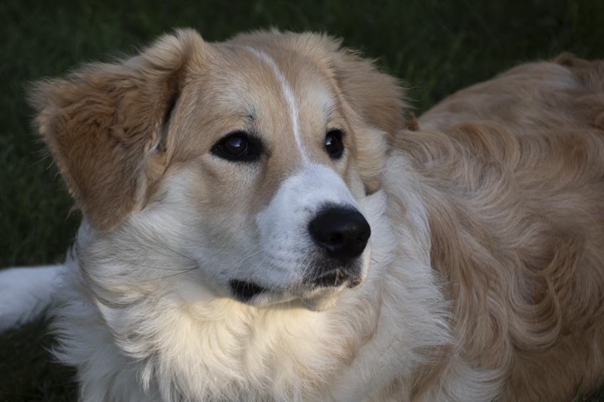 Appa a.k.a. Mr. Handsome